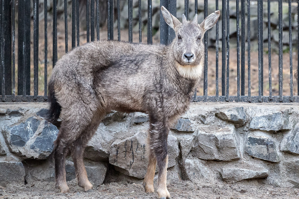 Фото и описание амурский горал