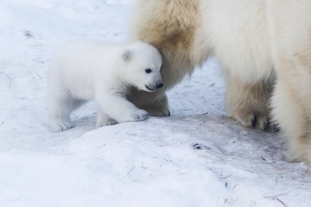 Белый медведь. Новосибирский зоопарк белые медведи. Белые медведи Академический Екатеринбург. Медведи 10 часов