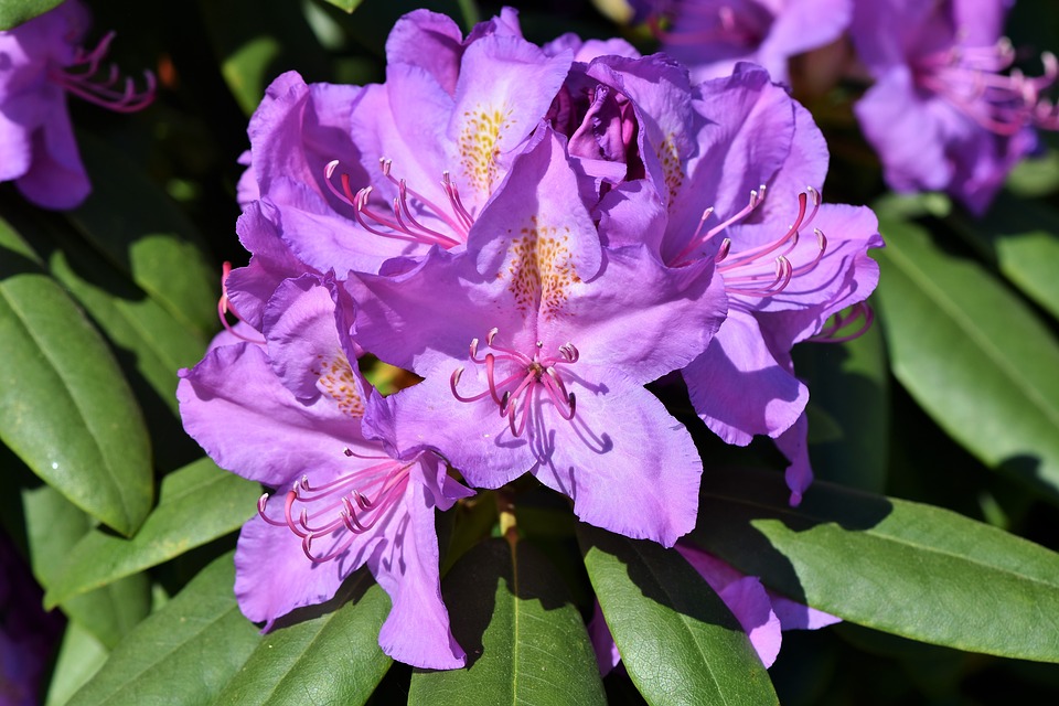 rhododendron-3386364_960_720 (Маральник).jpg