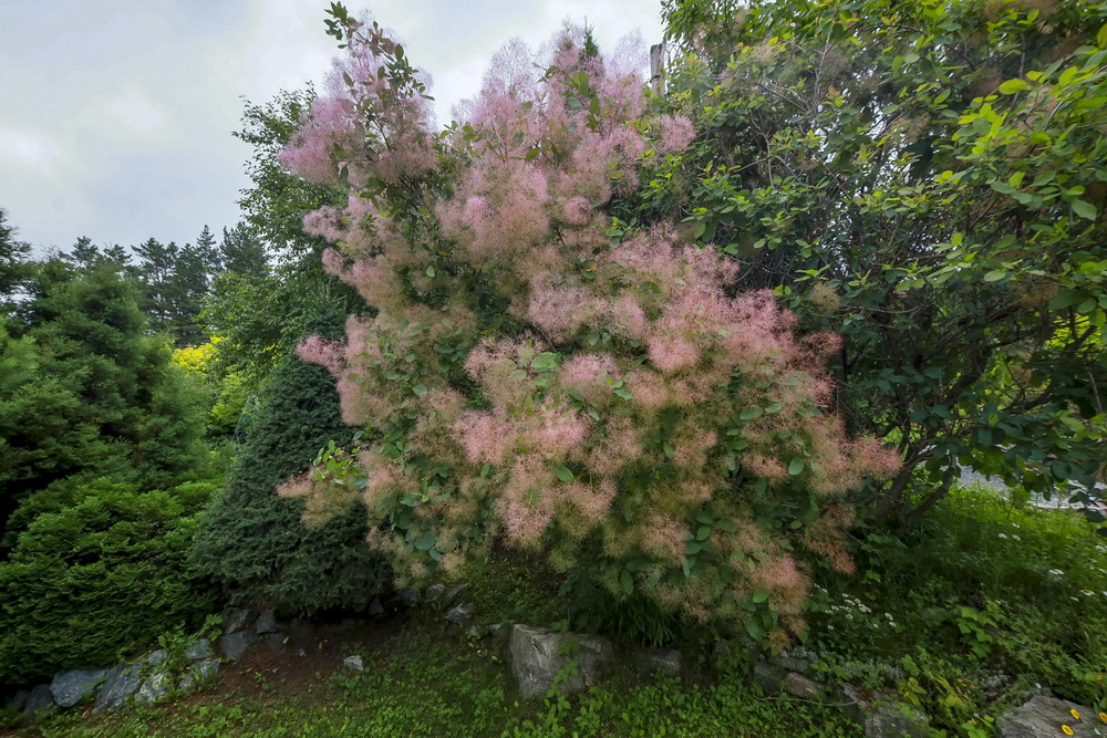 KOM_4182_1.JPG