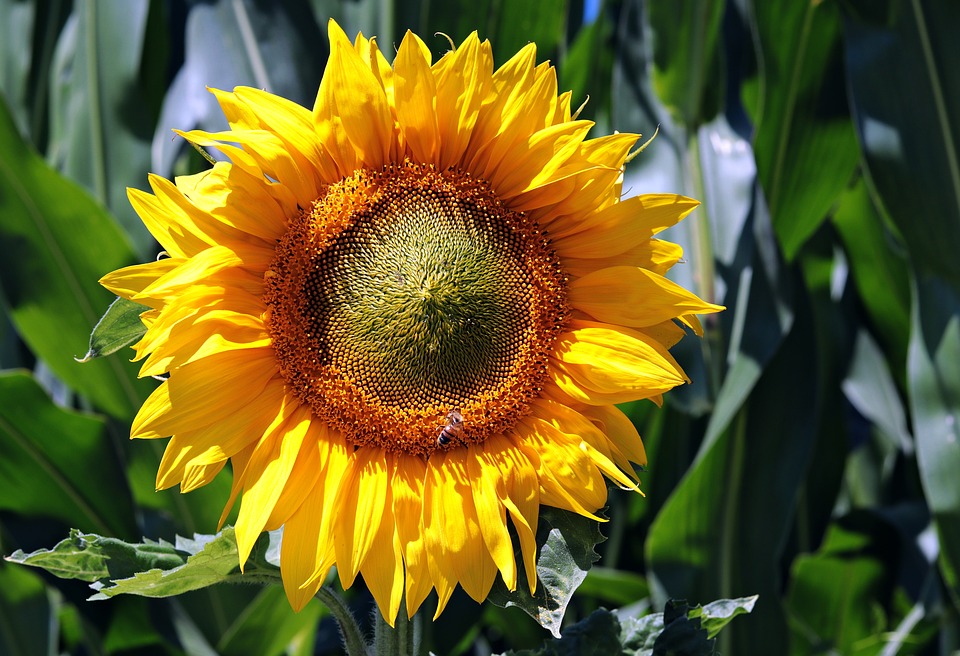 sun-flower-3540266_960_720.jpg