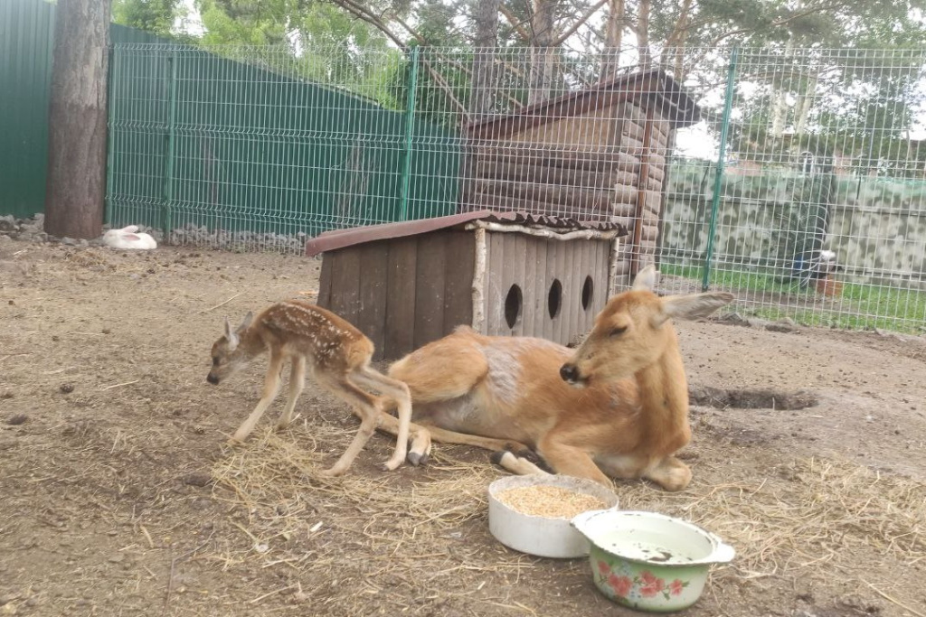 День защиты детей в зоопарке новосибирск