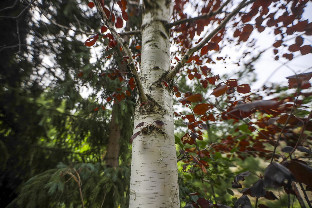 KOM_4614_1.JPG