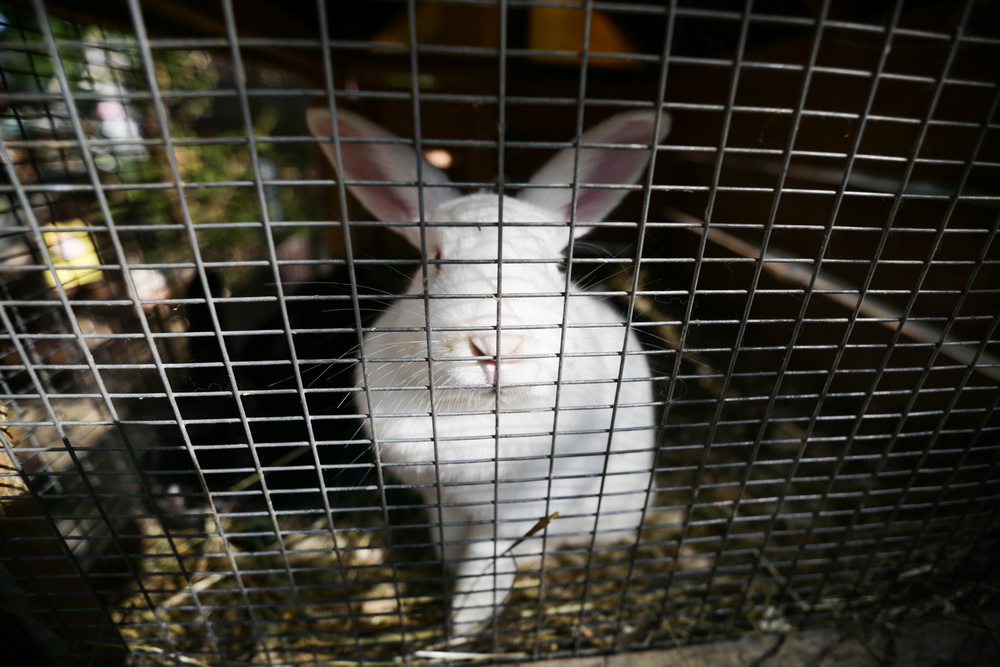 NET_7259.jpg