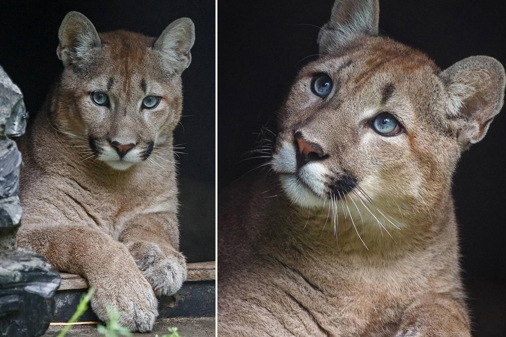 puma.jpg