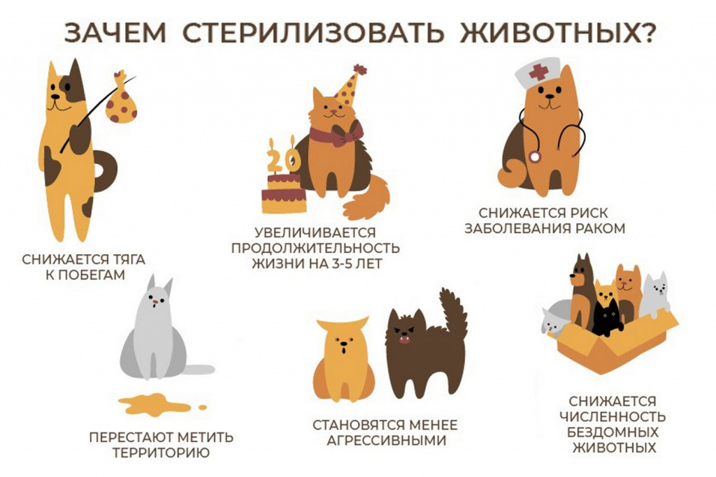 Как кастрировать кота и стерилизовать кошку в Новосибирске