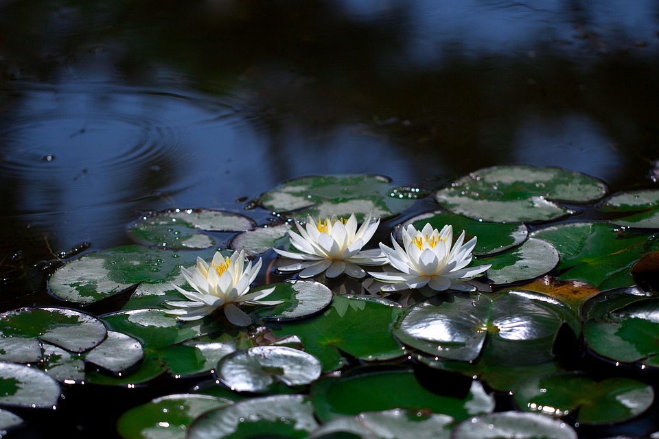 water-lilies-3449574_960_720 (лотос).jpg