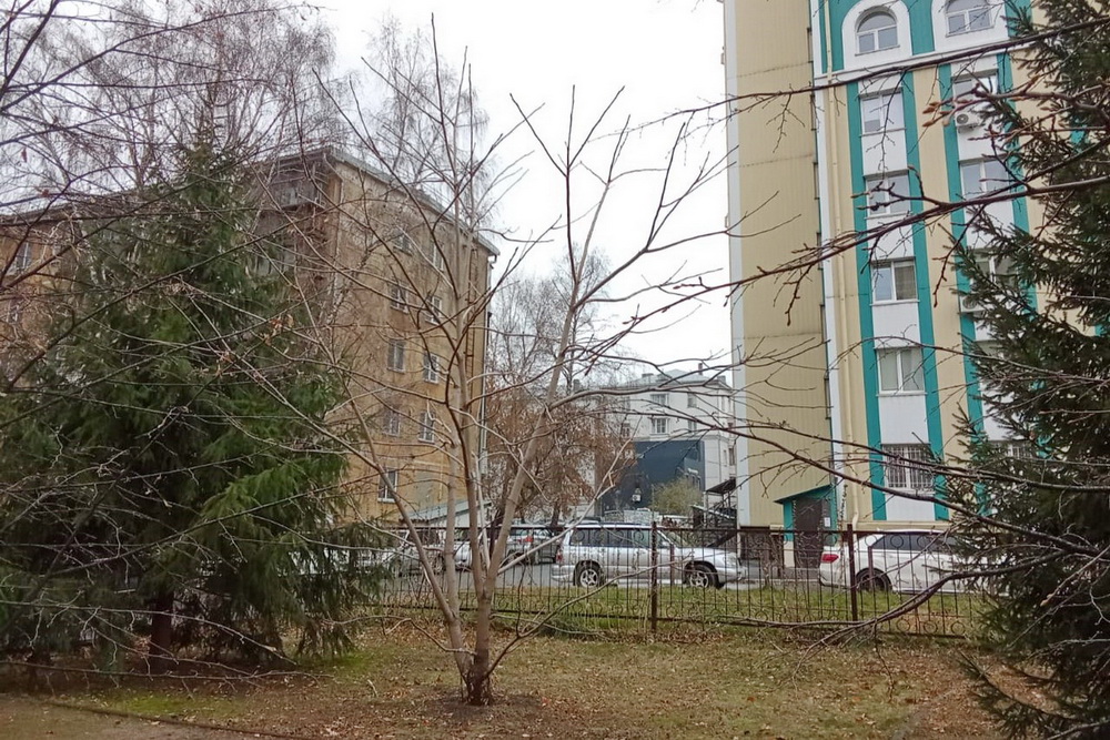 derevo - копия.jpeg