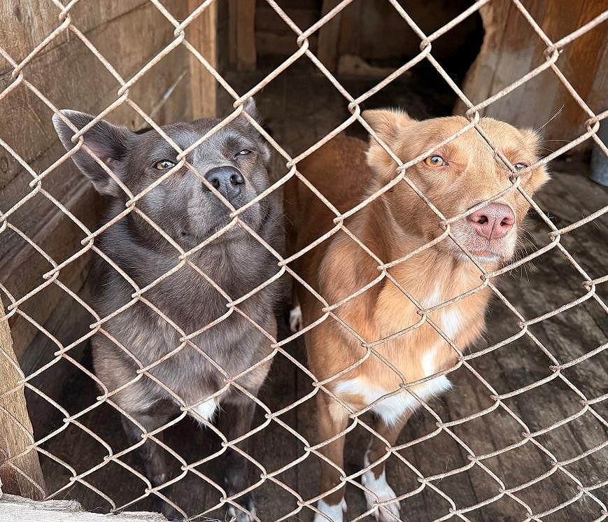 160 кг мяса покупают ежедневно для собак в приюте «Верность»