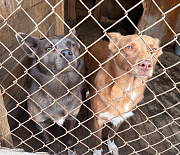 160 кг мяса покупают ежедневно для собак в приюте «Верность»