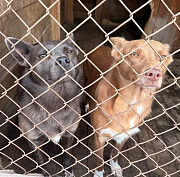 160 кг мяса покупают ежедневно для собак в приюте «Верность»