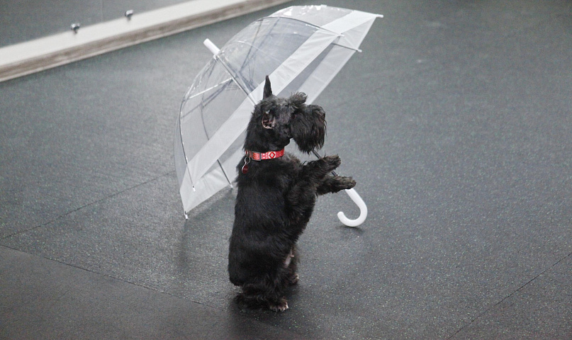 Сможет даже дворняжка: как в Новосибирске учат собак танцевать под музыку