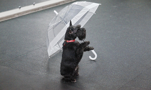 Сможет даже дворняжка: как в Новосибирске учат собак танцевать под музыку