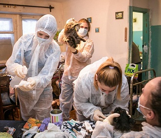 Зоозащитники спасают 38 кошек — их хозяйка попала в больницу с инсультом