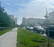 35 молодых лип высадили на аллее вдоль Центрального парка