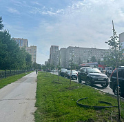 35 молодых лип высадили на аллее вдоль Центрального парка