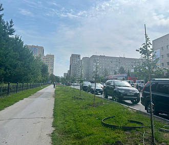 35 молодых лип высадили на аллее вдоль Центрального парка