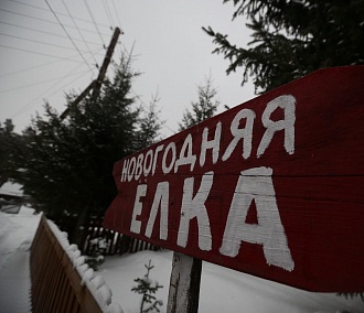 30 тысяч ёлок вырастили в Новосибирской области к Новому году