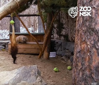 Вскормленный кошкой манул радуется весне в Новосибирском зоопарке