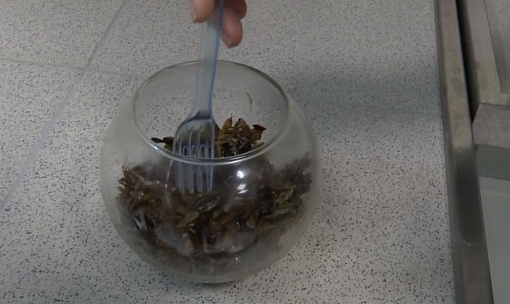 Полезный обед из личинок тропической мухи предлагают новосибирские учёные