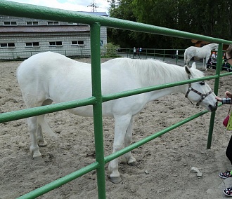 Лошадиная сила: как в конном клубе Новосибирска лечат детей-инвалидов