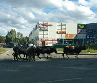 Стадо коров пришло жевать траву у торгового центра в Новосибирске