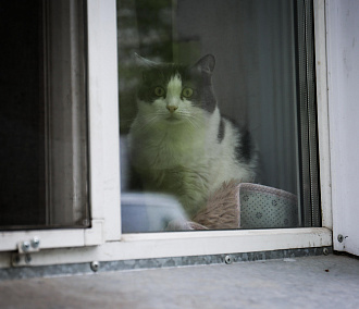 В Новосибирске могут ввести ограничения по количеству кошек в квартире