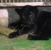 Удмуртский ягуар Габриель поселился в Новосибирском зоопарке