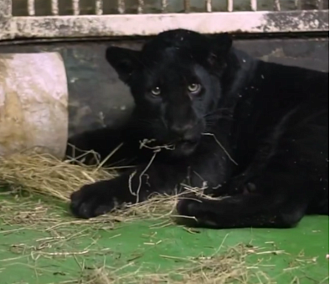 Удмуртский ягуар Габриель поселился в Новосибирском зоопарке