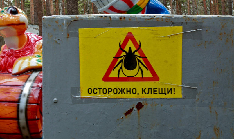 Клещи за неделю укусили 210 жителей Новосибирской области