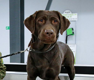 Собака в аэропорту Толмачёво пресекла вывоз более 2,5 миллионов рублей