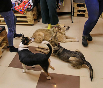 Забавную одежду для собачников создали в новосибирском пёсокафе