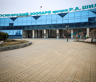 Губернатор предложил запустить шаттл до зоопарка