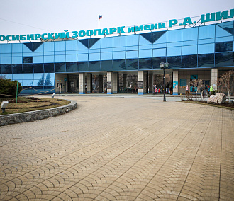 Губернатор предложил запустить шаттл до зоопарка