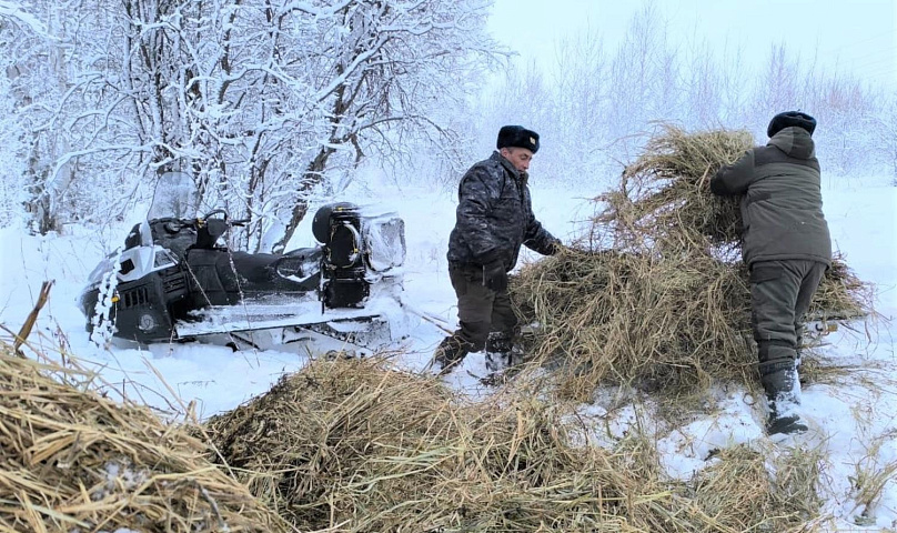 Рост популяции лося и косули зафиксировали в Новосибирской области