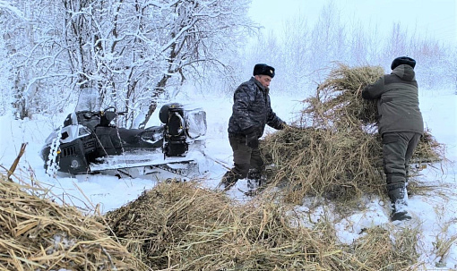 Рост популяции лося и косули зафиксировали в Новосибирской области
