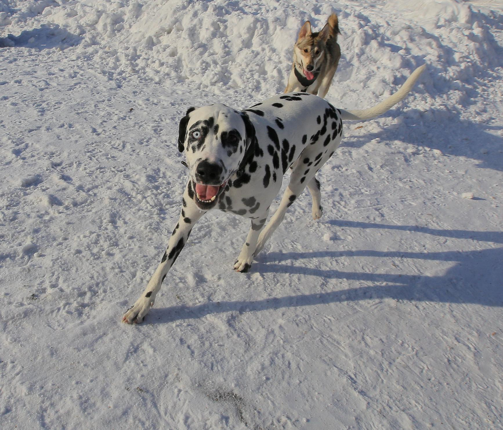 Стая бродячих собак напала на пенсионерку у остановки «Чемской бор»