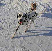Стая бродячих собак напала на пенсионерку у остановки «Чемской бор»