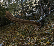 Штормовой ветер повалил деревья в Новосибирске: есть пострадавшие