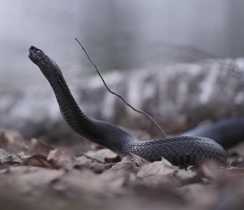 Змеиный год: нашествие гадюк началось в лесах под Новосибирском