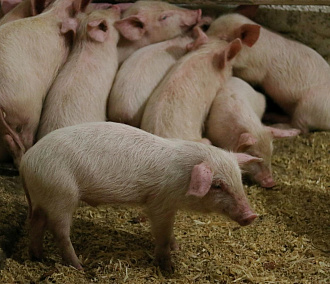 Кудряшовский свинокомплекс должен 3 млрд за отравленную речку и почву