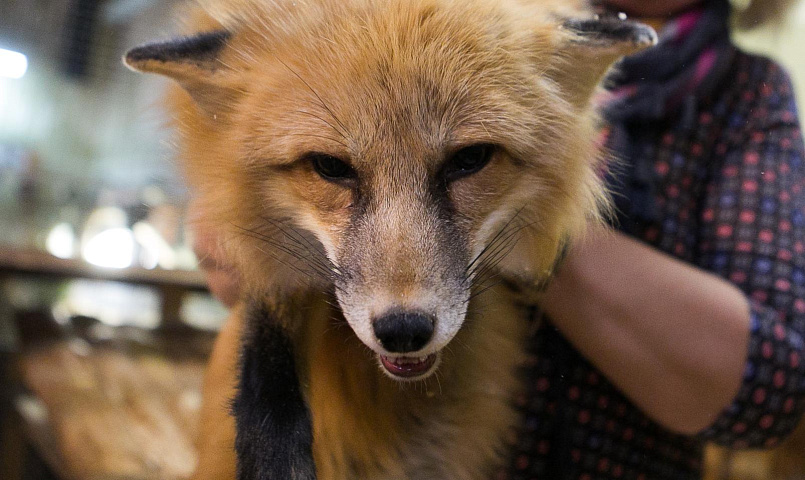 Очаг бешенства обнаружили у общежития в левобережье Новосибирска