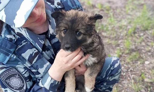 Полицейские в Новосибирске ищут хозяина найденному щенку