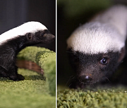 Самка медоеда отказалась выкармливать детёныша в новосибирском зоопарке