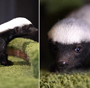 Самка медоеда отказалась выкармливать детёныша в зоопарке Новосибирска