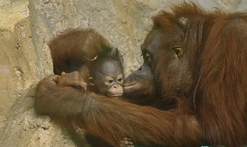 Новосибирцы выбрали имя для малышки орангутанов из зоопарка