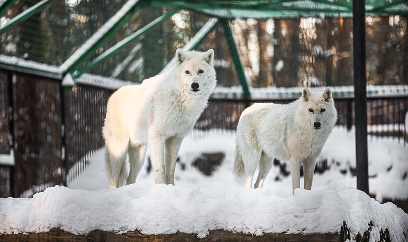 Как животные новосибирского зоопарка переживают первые морозы: фото