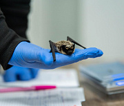 Летучих мышей отправили зимовать в холодильник новосибирские волонтёры