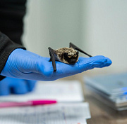 Летучих мышей отправили зимовать в холодильник новосибирские волонтёры