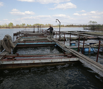 73 миллиона ценных мальков выпущено в водоёмы Новосибирской области